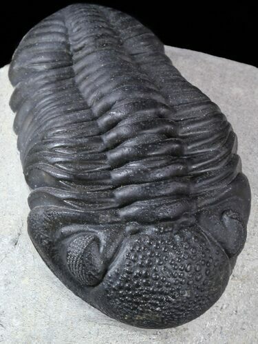 Excellent, Pedinopariops Trilobite - Mrakib, Morocco #55974